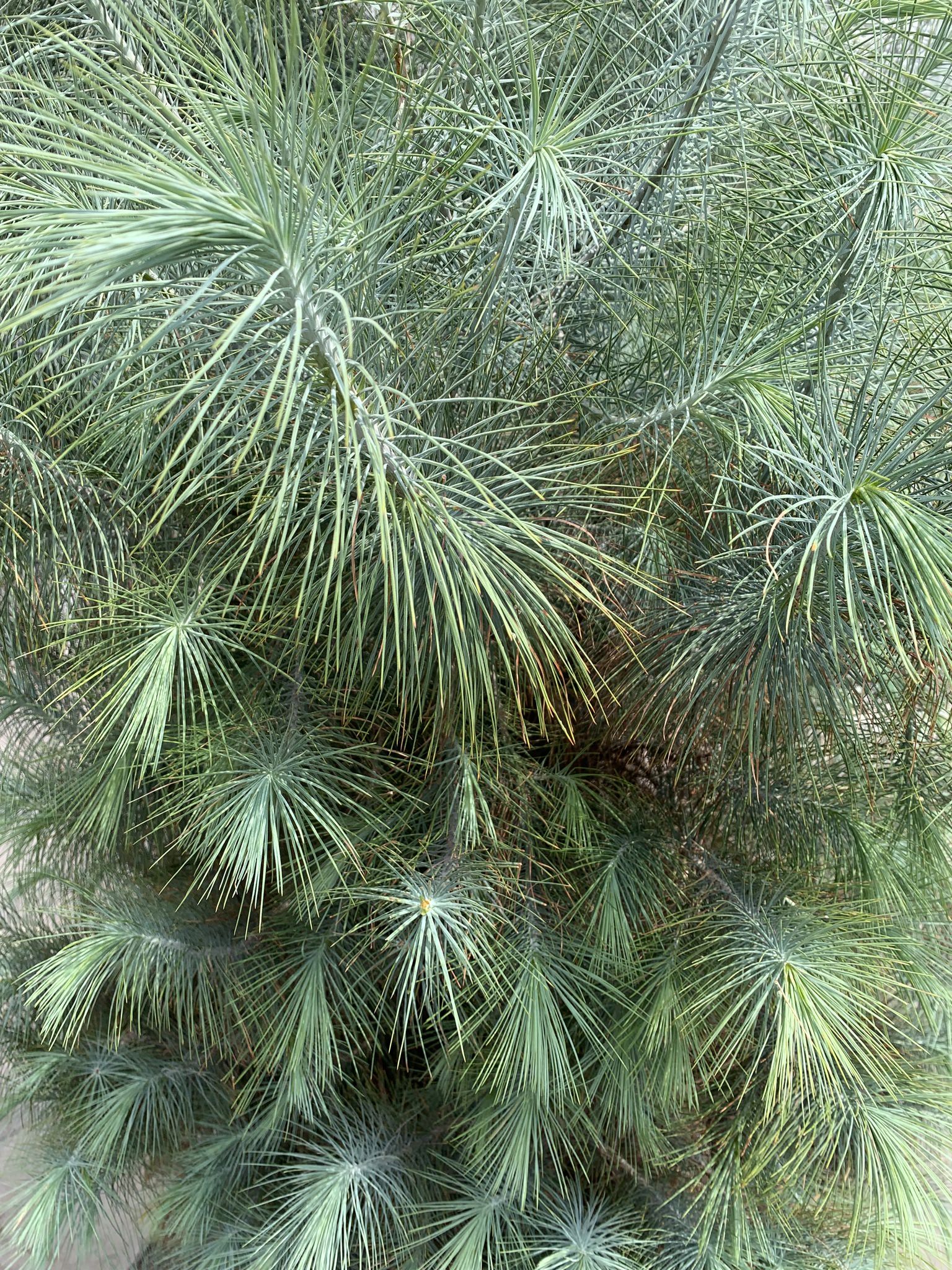 Pinus maximartinezii